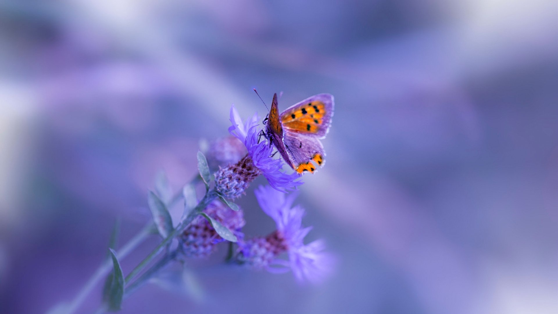 开云下载-时空错位的王者，佩德里如何出现在伊朗轻取喀麦隆之战