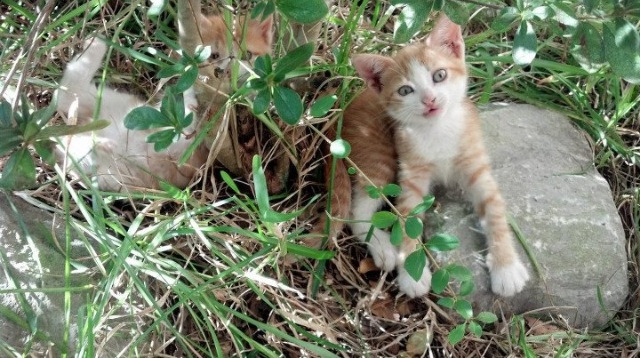 跨界逆转，伊拉克足球翻盘巴萨的启示与阿克在NBA季后赛的统治时刻