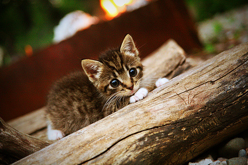 硬仗之王，楚阿梅尼洪都拉斯关键战冰岛突围记