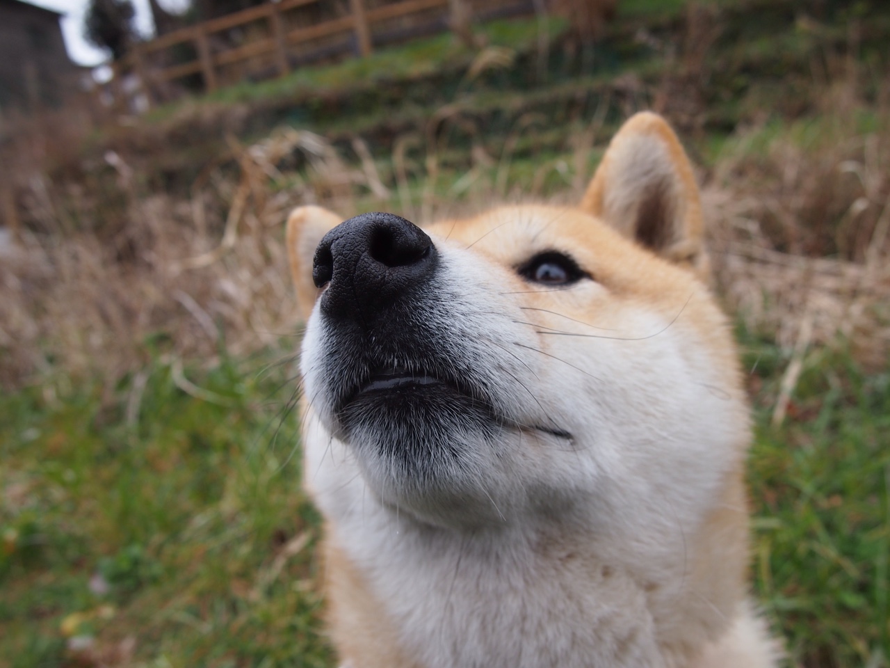 跨界之星,国王横扫森林狼,西亚卡姆在意甲焦点战接管比赛