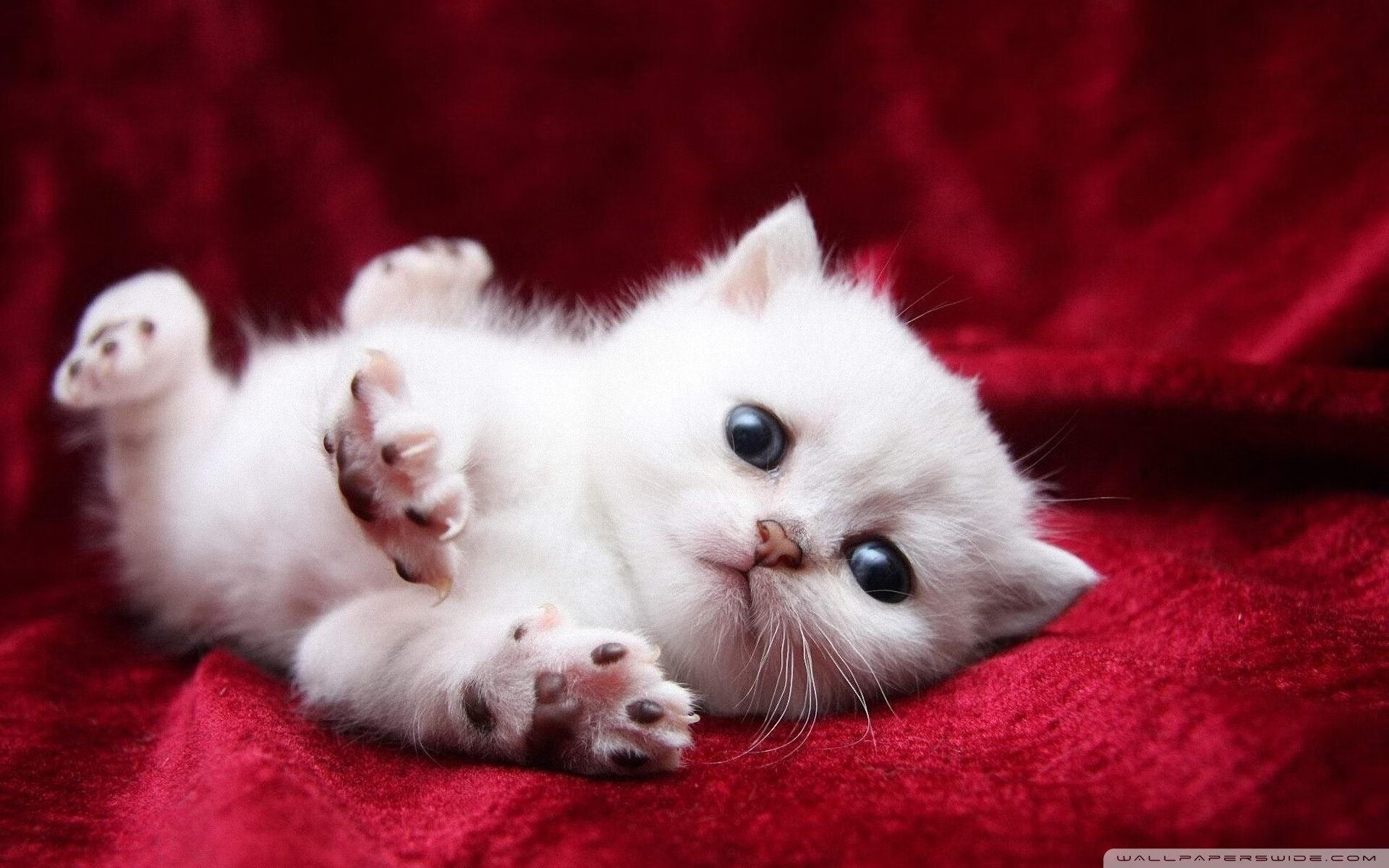 开云下载-冰与火的碰撞，当爱尔兰雨夜遇上火热德里赫特