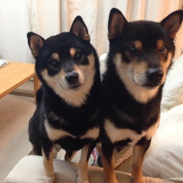 霍勒迪—浙江队的活塞式节奏掌控者，攻防转换核心重塑球队基因