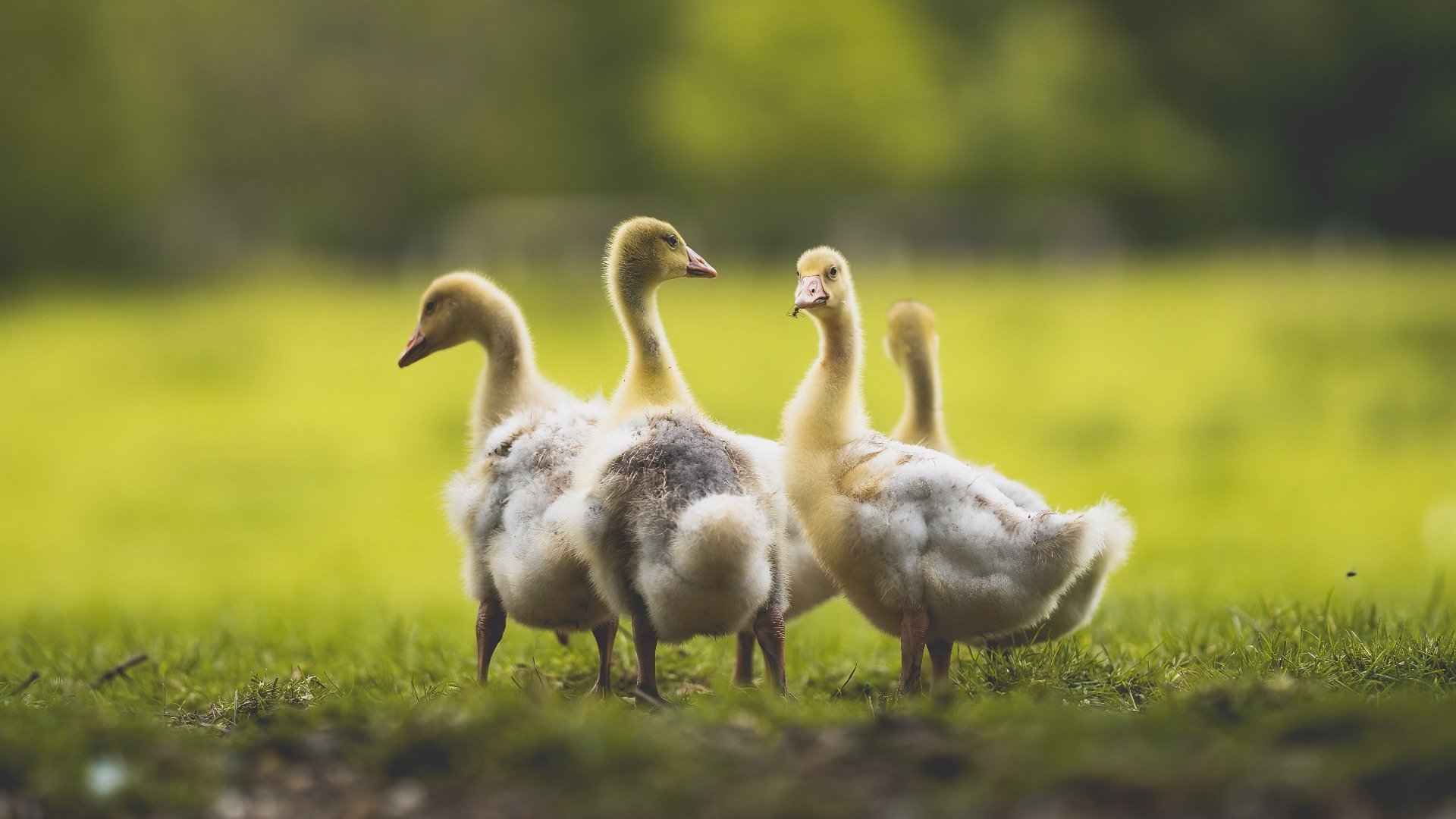 节奏大师布克，黄蜂对阵鹈鹕的个人交响乐