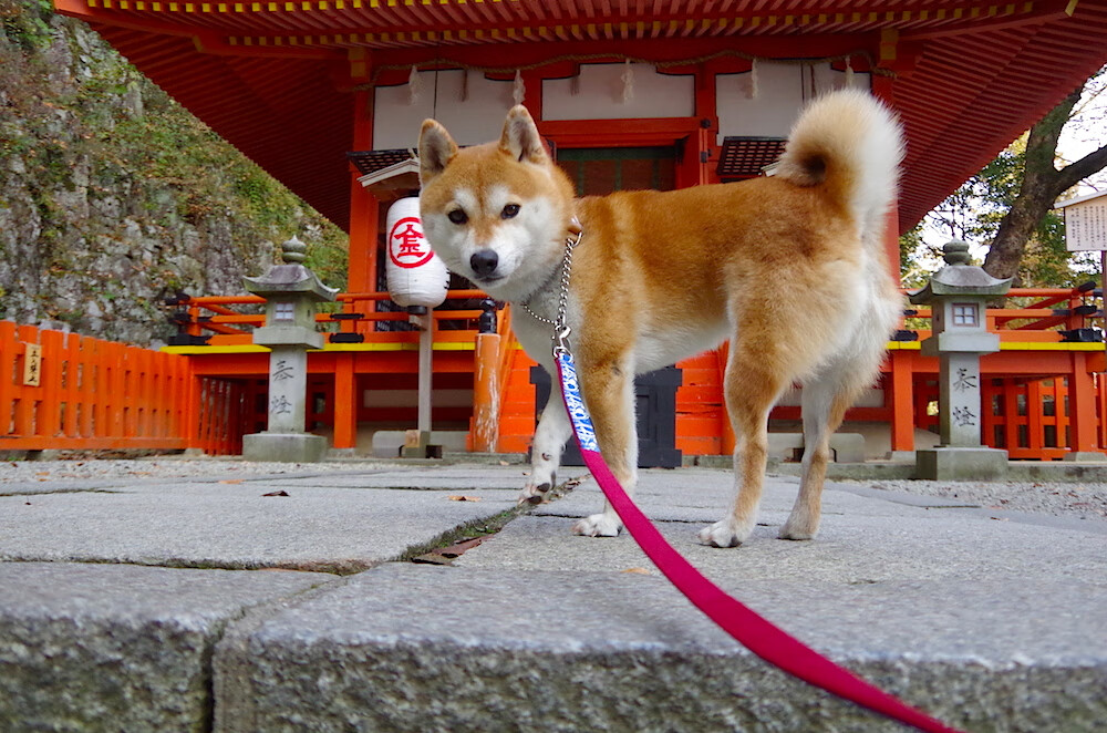 开云体育平台APP-坚盾与引擎，卡塞米罗一夫当关，皇马全面压制阿尔及利亚展现战术统治力