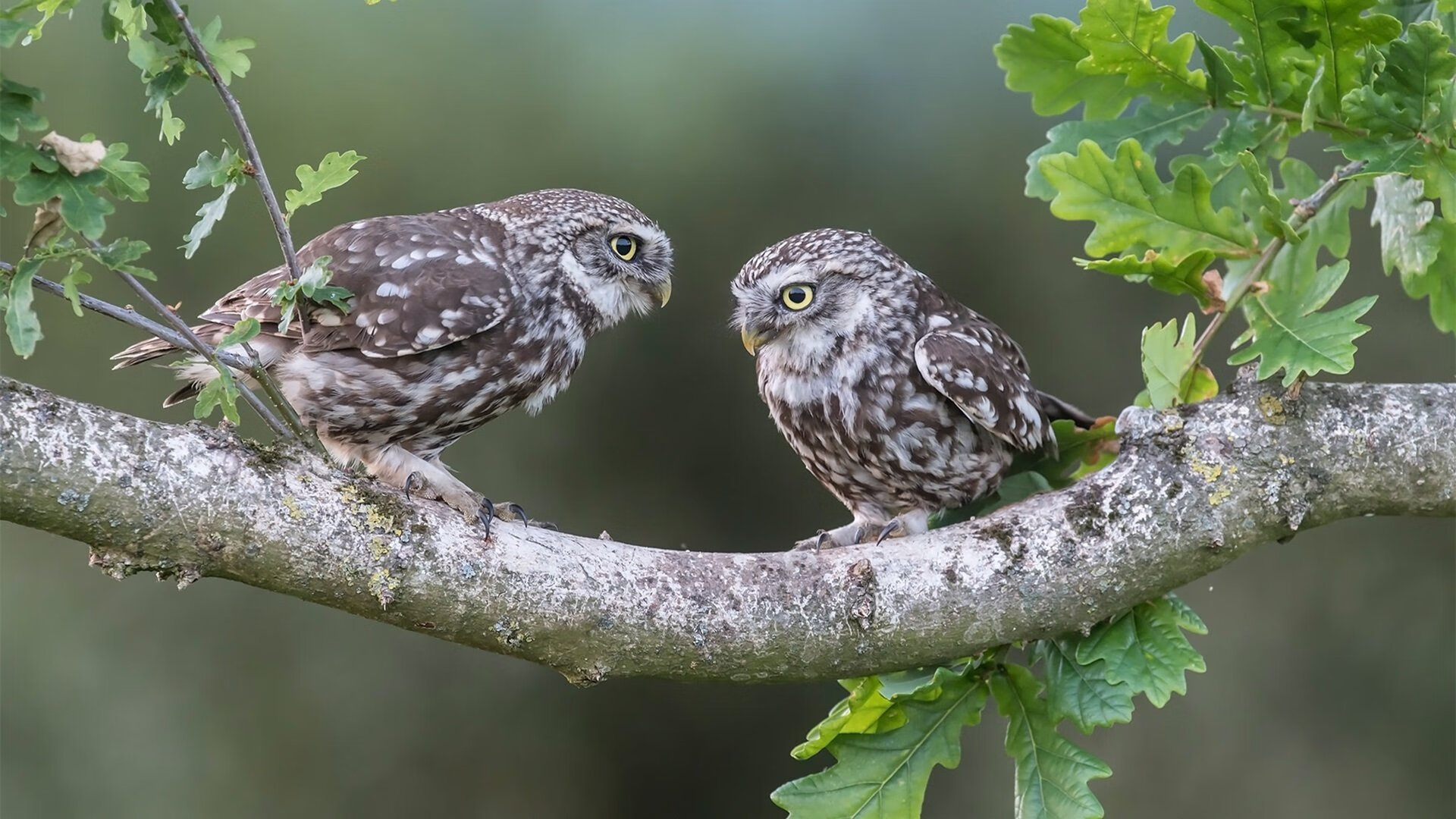 新猎豹诞生记，从喀麦隆绝杀马竞，到2026特奥接管世界的雨夜