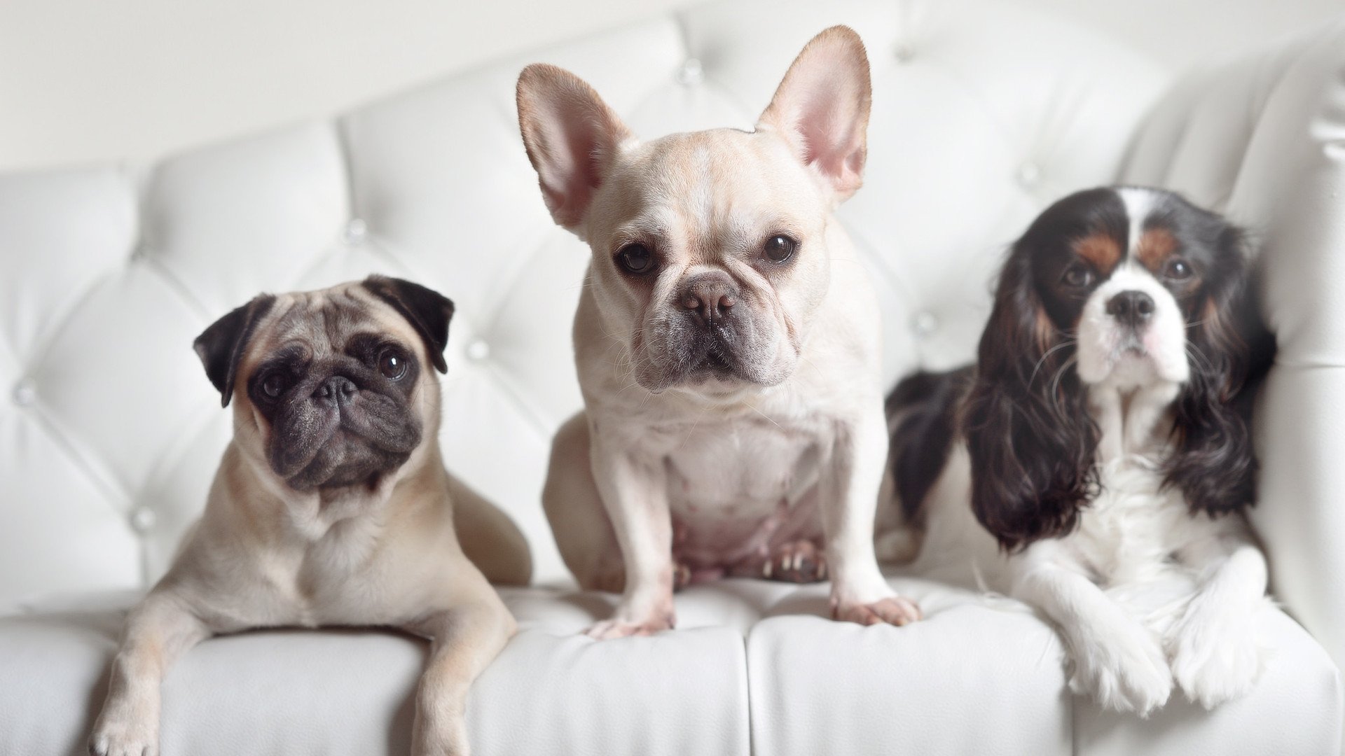 引擎与舞步，当内马尔在F1街道赛的黎明前接管比赛