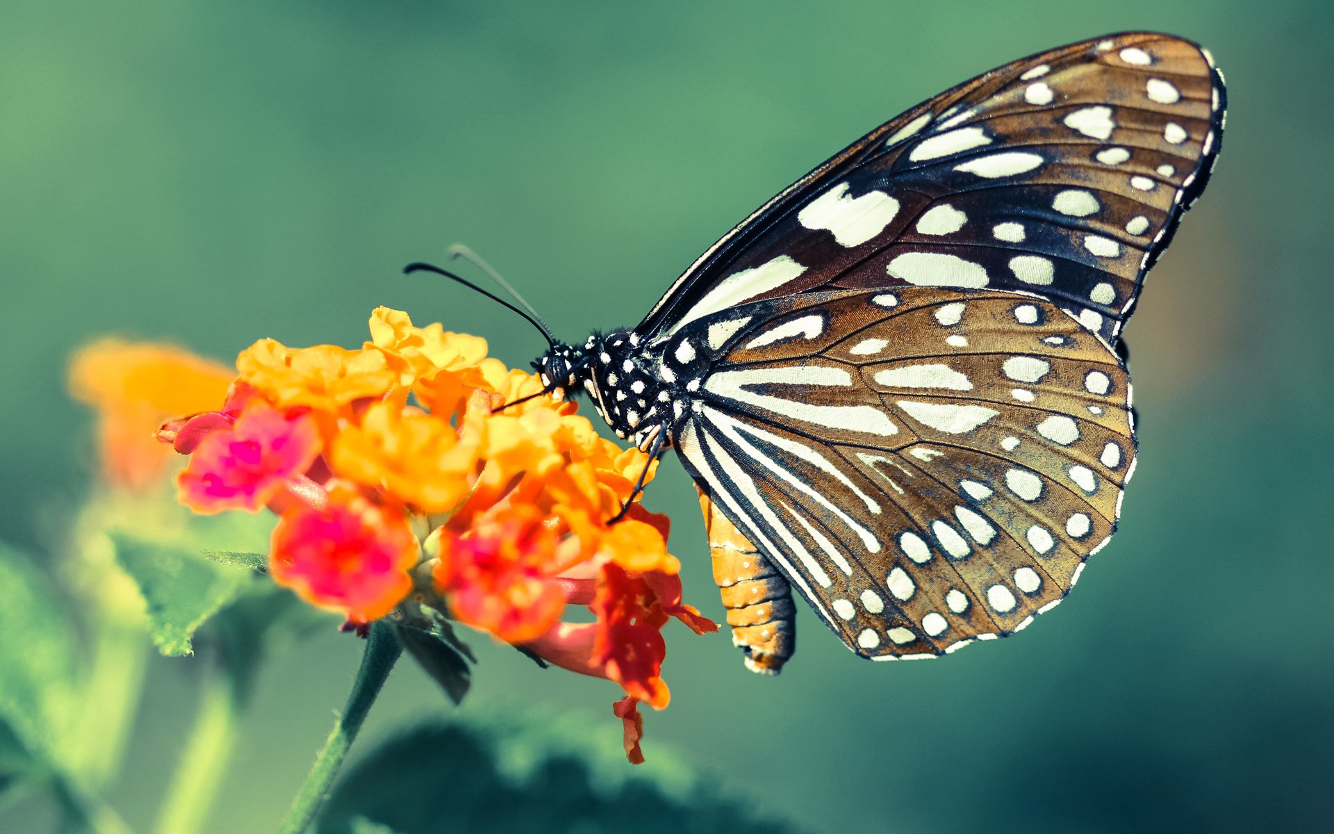 蝶变时刻，从文班亚马的压力爆发到爵士硬仗的破茧之路