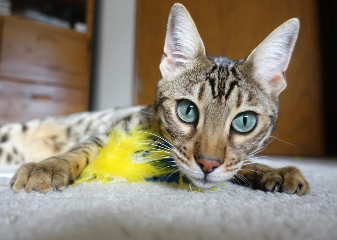 开云平台-绿茵激情对决，篮球火焰燃烧，体育之夜的跨时空交响